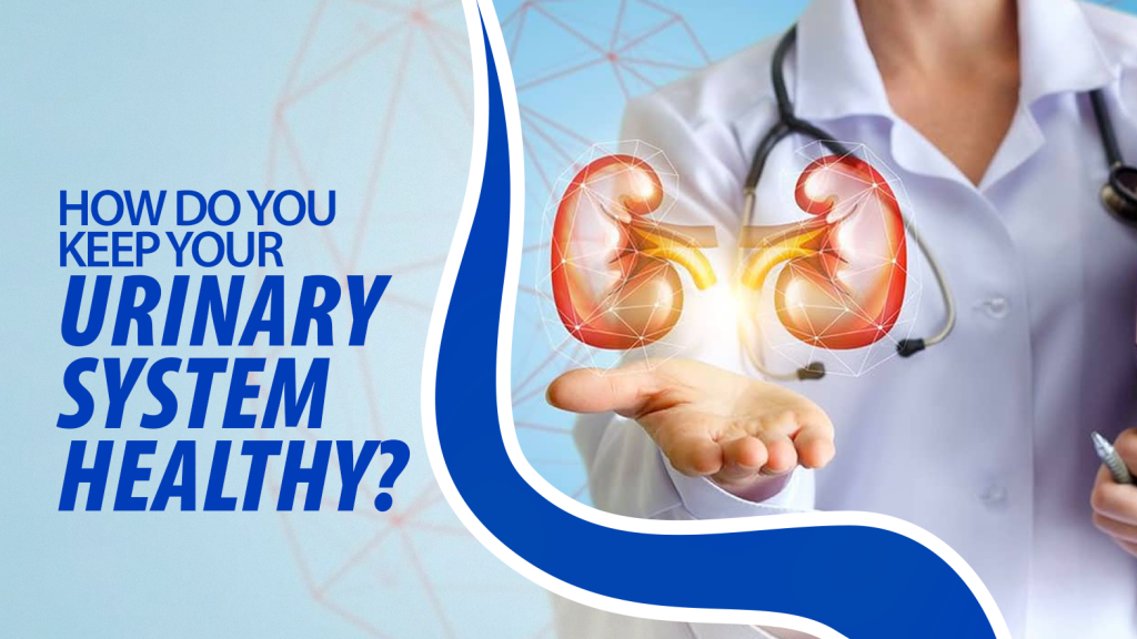 How Do You Keep Your Urinary System Healthy?